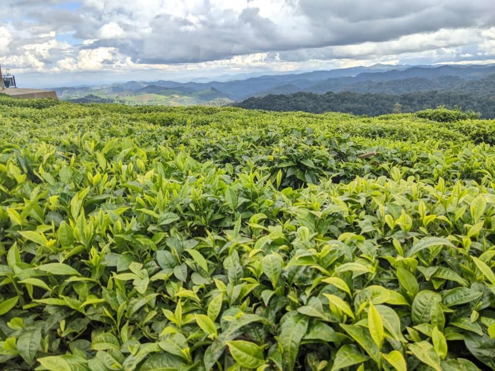 Nyungwe Village Kitabi ภายนอก รูปภาพ